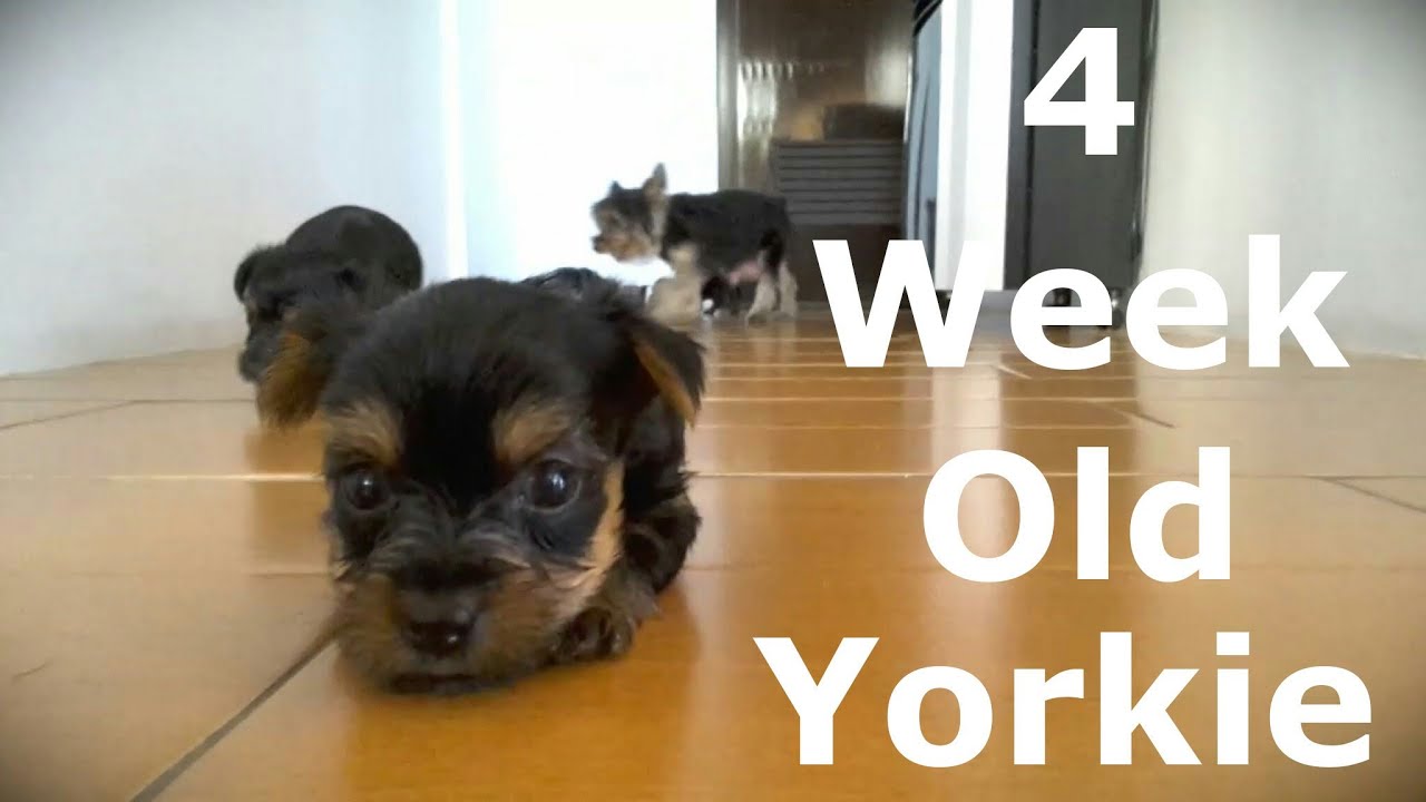 4 Week Old Yorkie Puppies