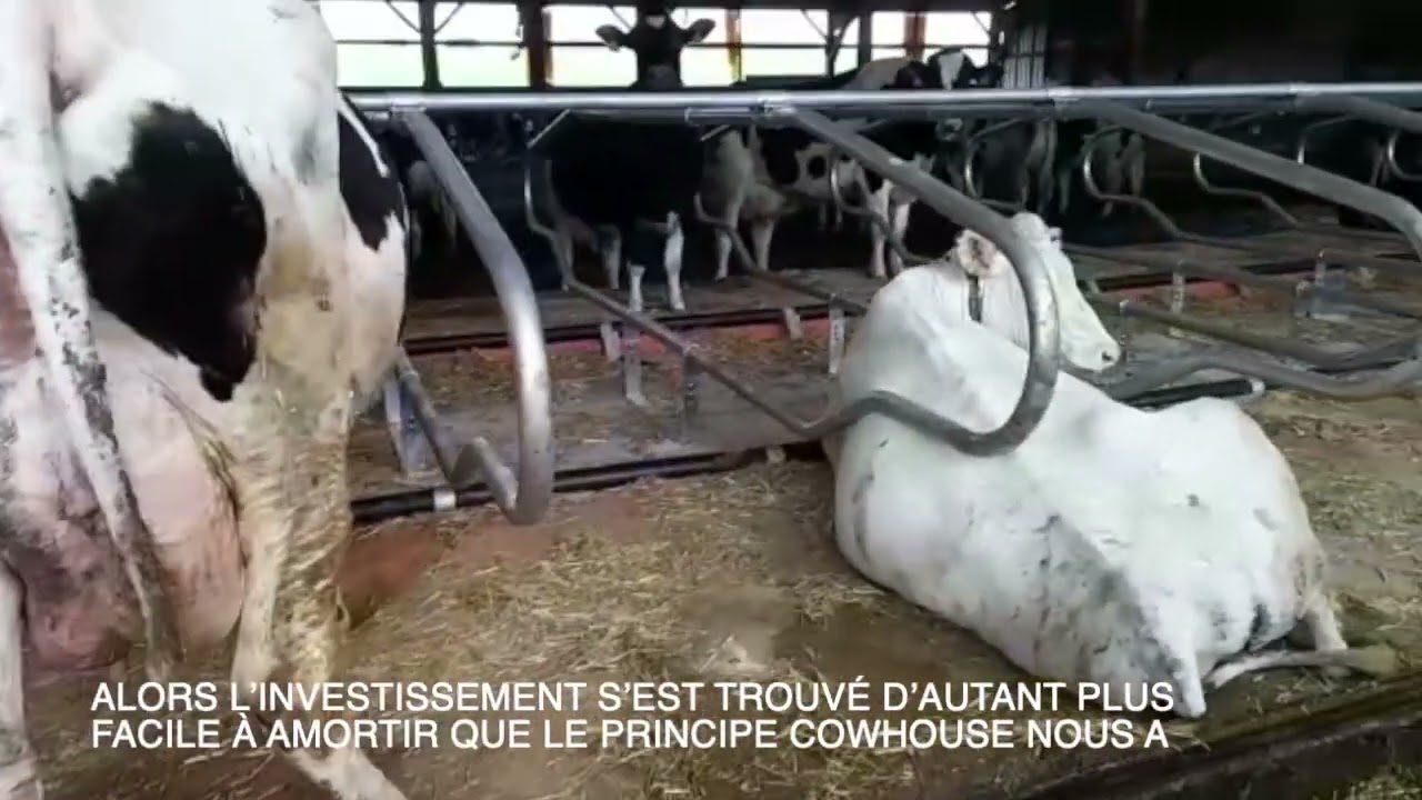 Cowhouse logettes Wisconsin et Matelas Dutch Mountain - Gaec Lait Heureux