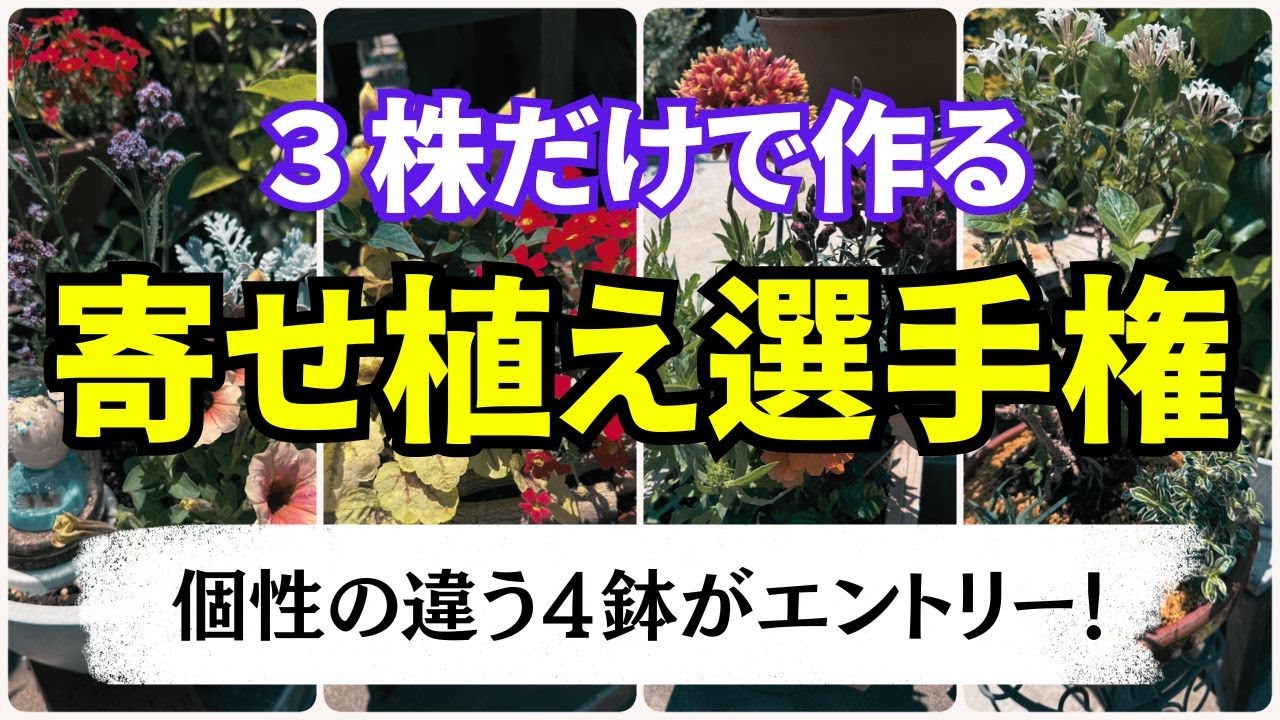 【秋まで楽しむ寄せ植え作り】ルールは３株までしか使用しないこと。植え付け＆アレンジで個性的な４種の寄せ植えを作りました。一番人気はどの寄せ植えか？