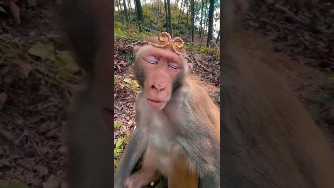 monkey🐒 king👑 #trending #like #viral #spiderman #marvel #monkey  #mcu #avengers #comedy #fyp
