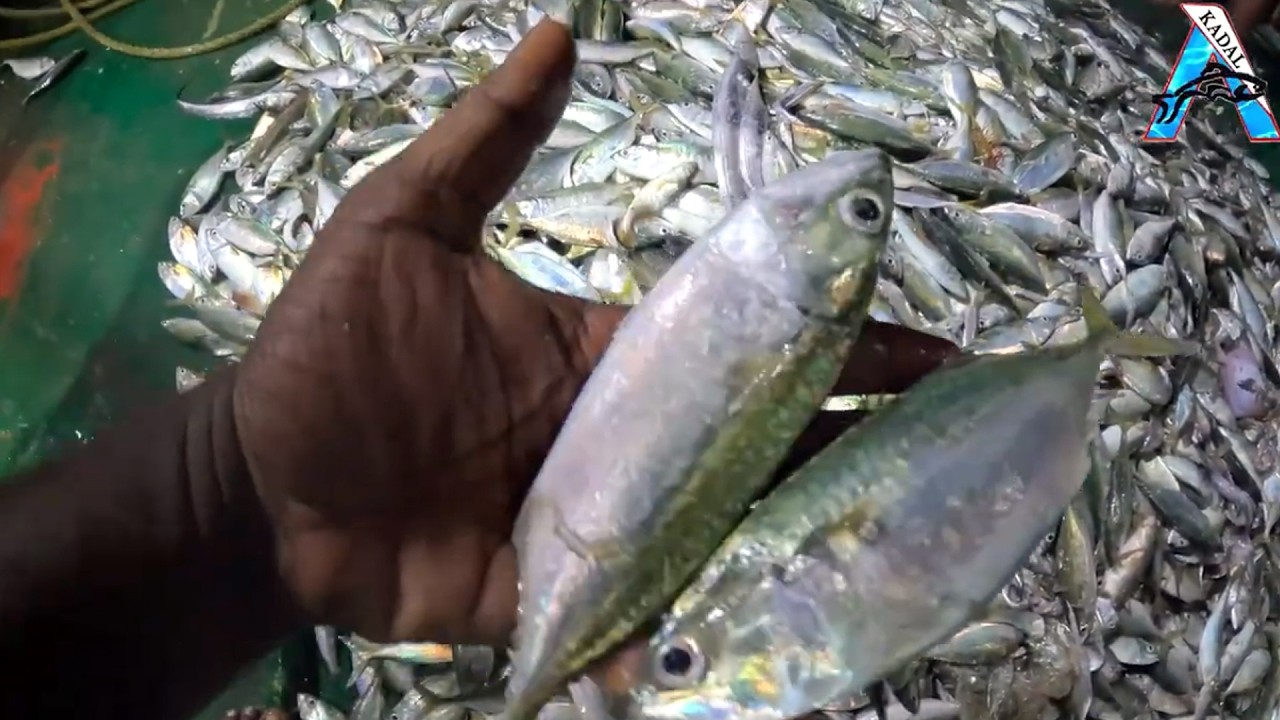 Handful of Fresh Sardines from Today’s Catch | Incredible Sardine Catch from the Ocean | #KadalTV
