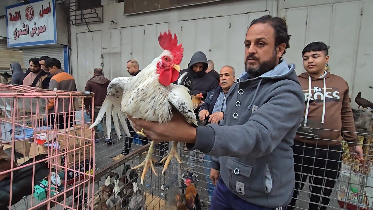 سوق الغزل يوم الجمعة انواع الدجاج العربي والحمام وطيور الزينة مع الاسعار 12 ديسمبر 2025