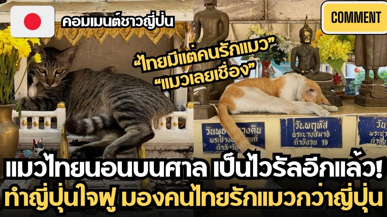 แมวไทยนอนบนศาล เป็นไวรัลอีกแล้ว! ทำญี่ปุ่นมองคนไทยแง่ดี เป็นชาติที่รักสัตว์ | คอมเมนต์ชาวญี่ปุ่น