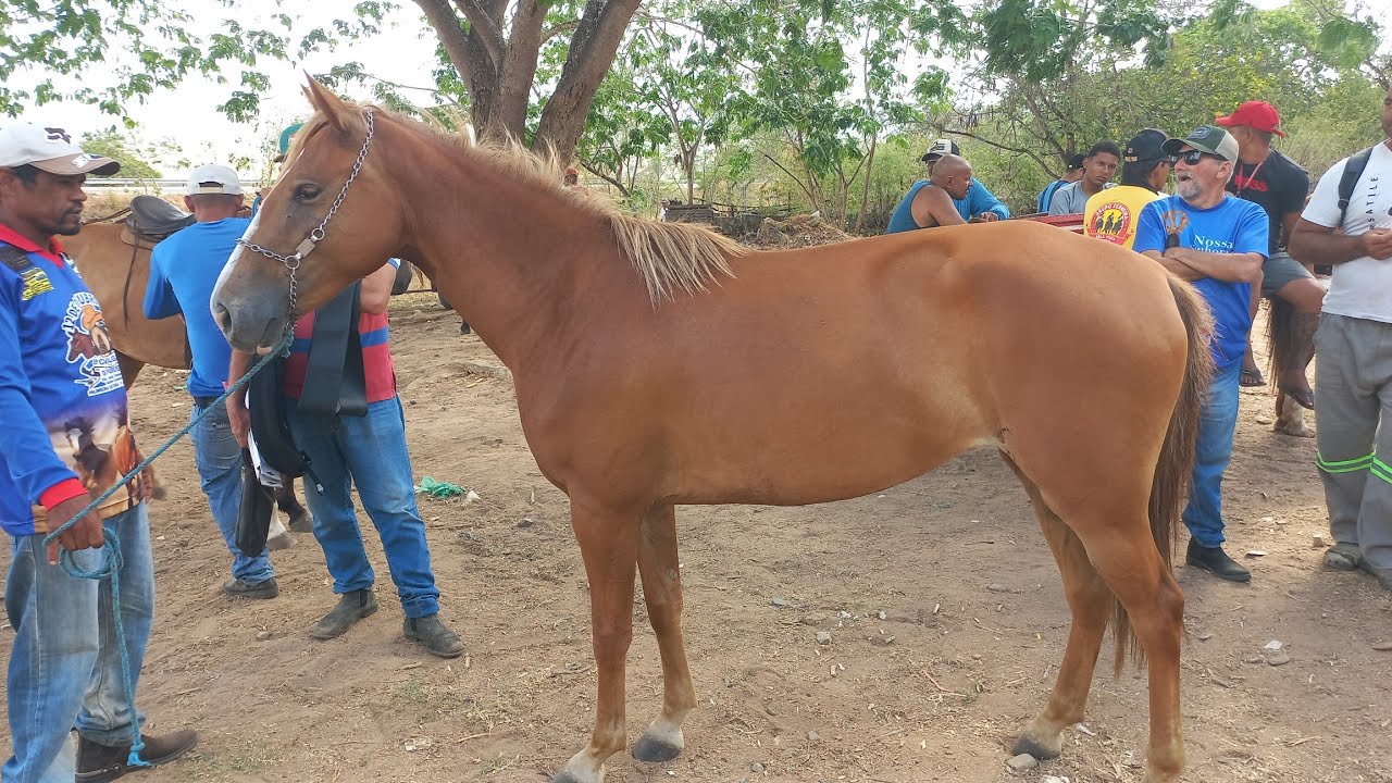 Feira de cavalo em canafistula de Frei Damião Alagoas 26/01/26#nordeste