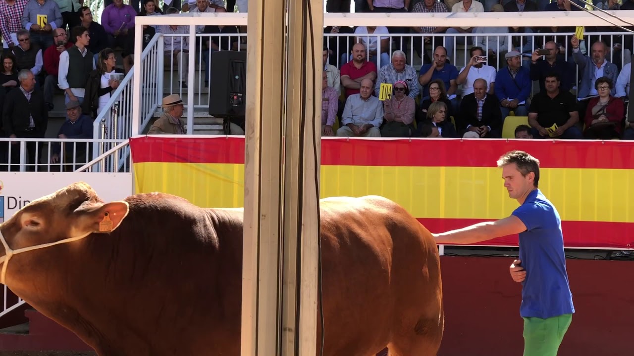 Subasta de ganado puro Salamaq 2019