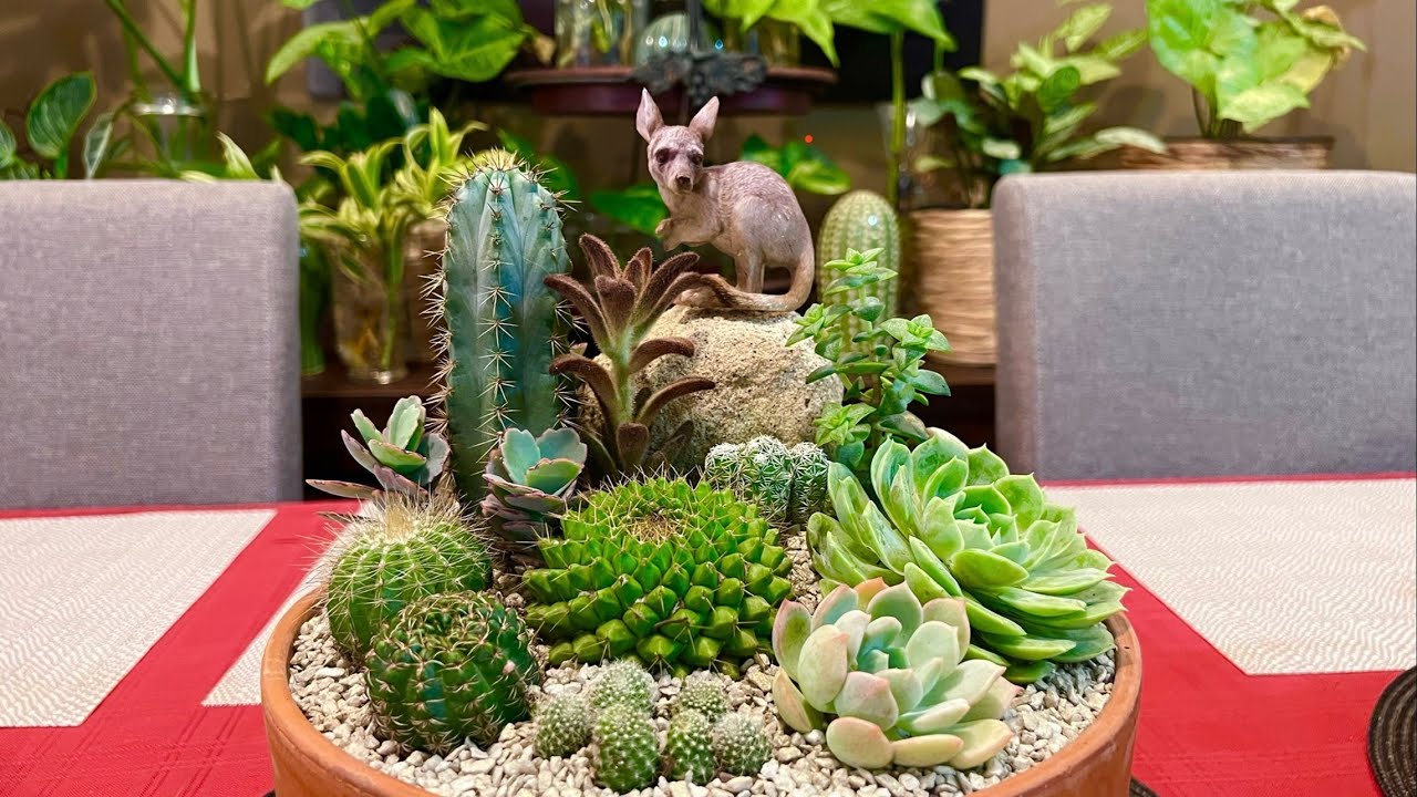 Cactus and Succulents Arrangement in Shallow Terracotta Pot