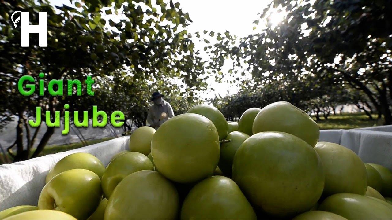 Taiwan Giant Green Apple Farm - Awesome Green Jujube Cultivation Technology @Happy Farm