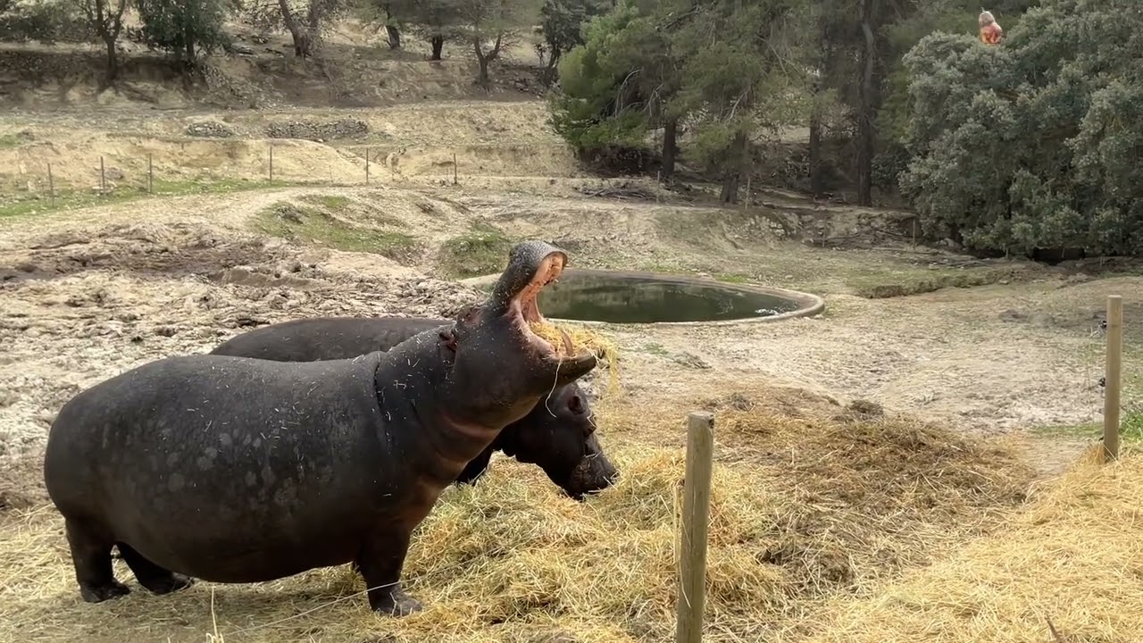 Op Safari Aitana