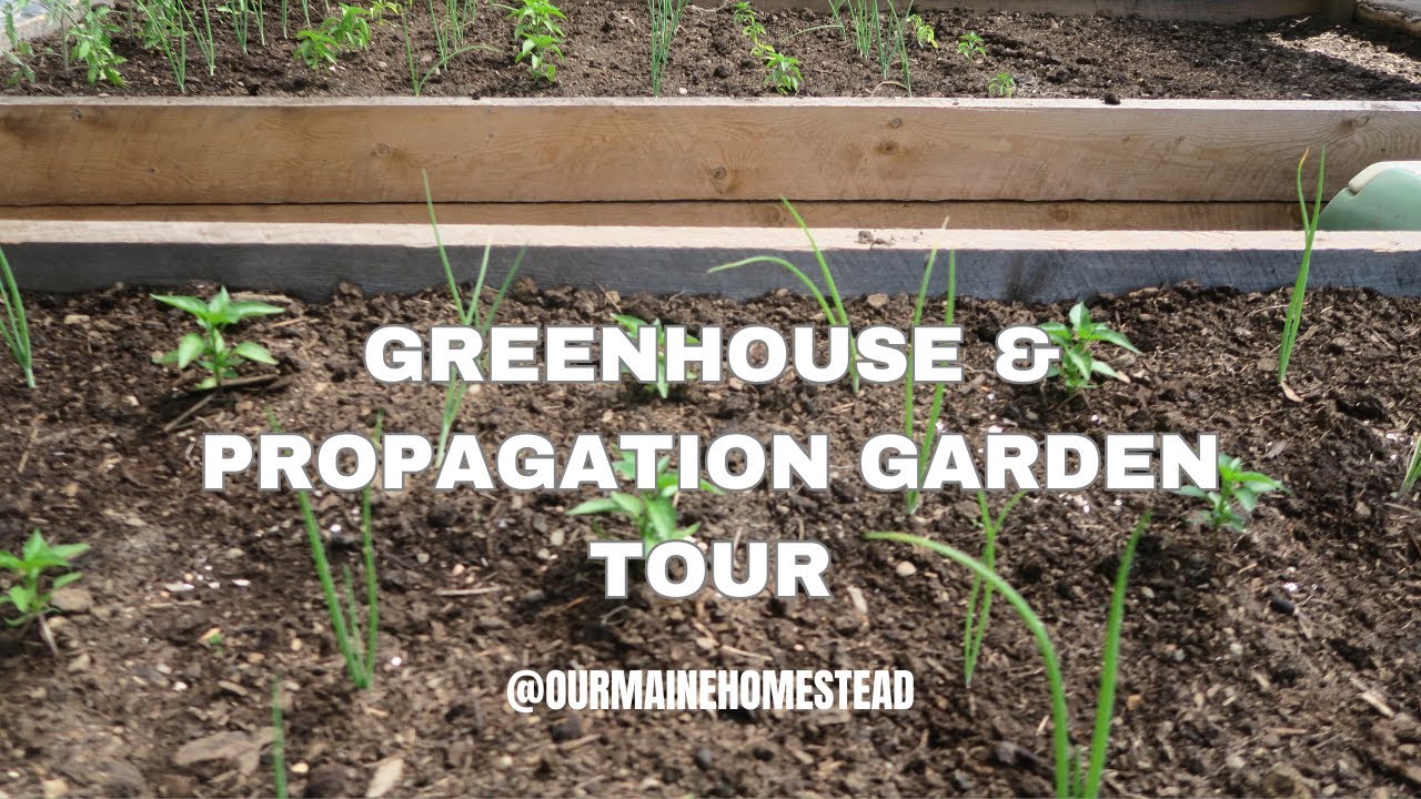 Greenhouse & Propagation Garden Tour // Summer Garden // Off Grid Homestead