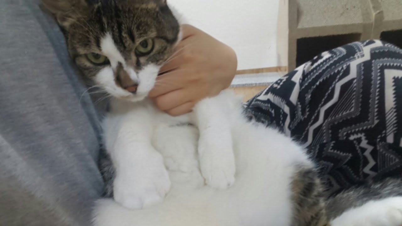부농방이 만들어지게 된 과정, 내가 다묘가정을 항상 비추하는 이유