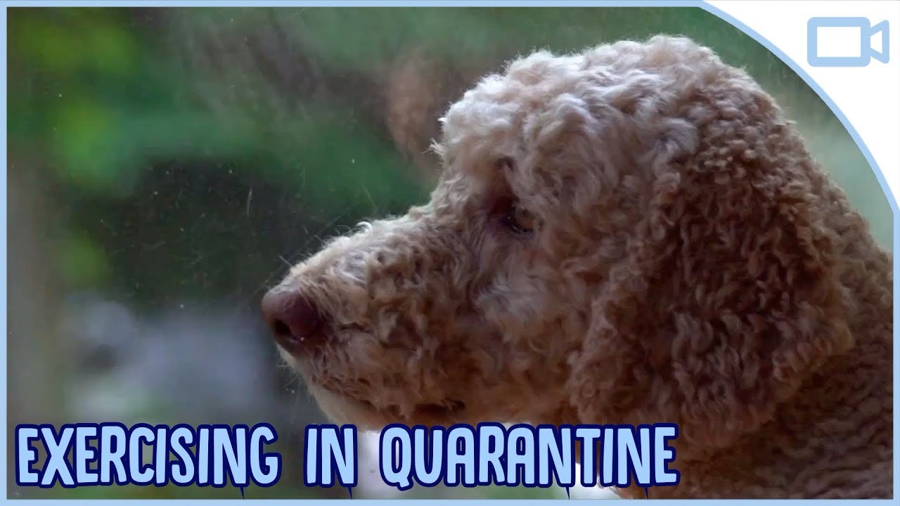 How to Exercise Your Dog in Quarantine!