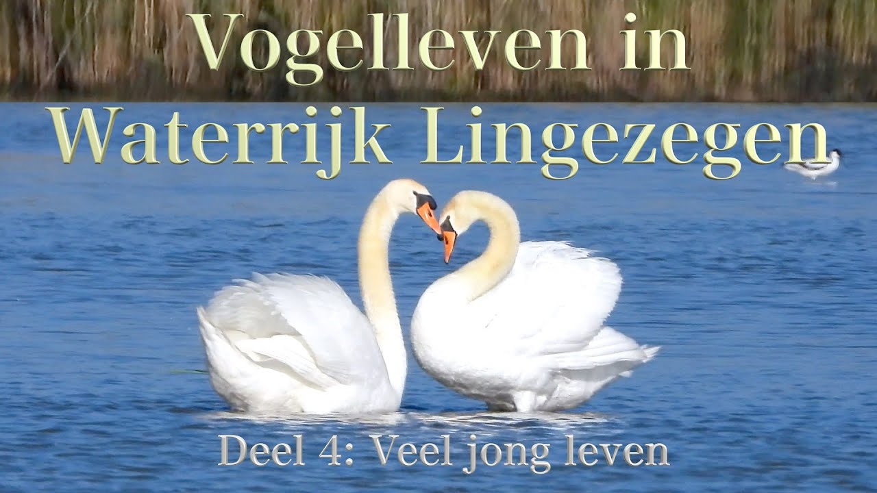 Blauwborst in VOGELLEVEN IN WATERRIJK LINGEZEGEN deel 4