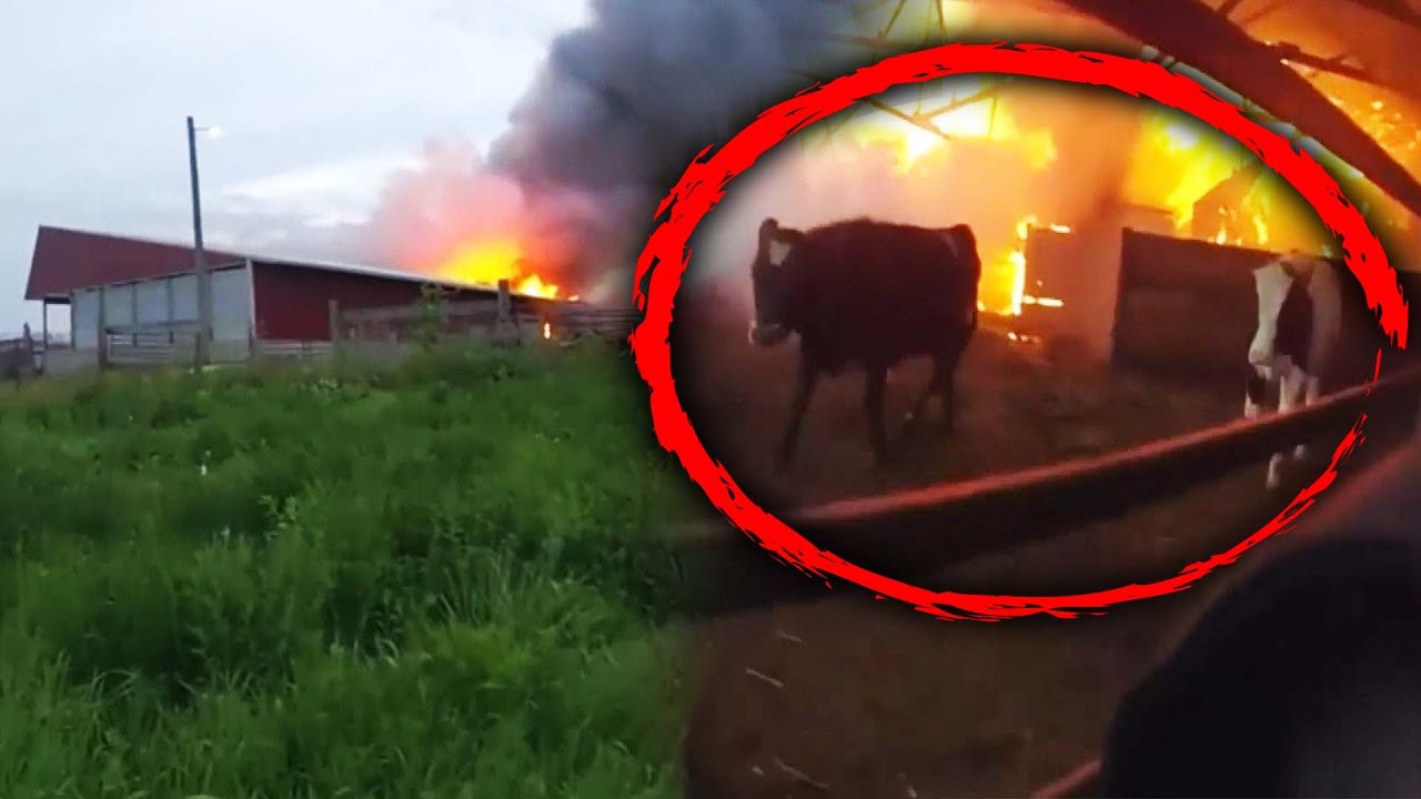 3 Cows Rescued From Barn Fire
