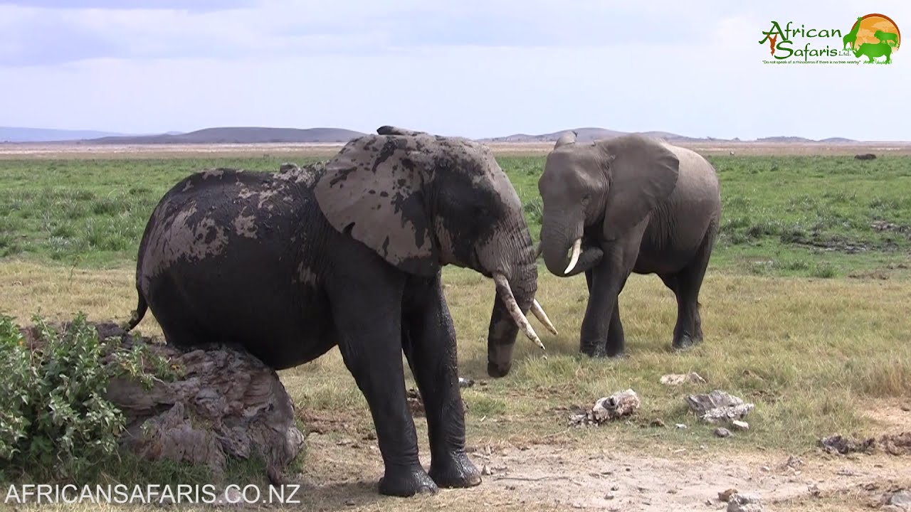 How does an elephant scratch an itch?