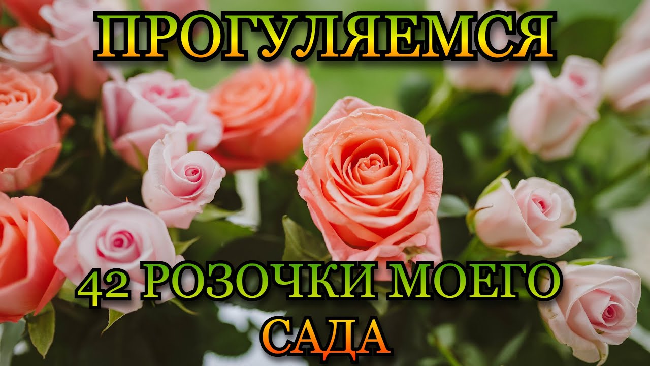 🌹Прогуляемся🌹 42 розочки моего сада♥️