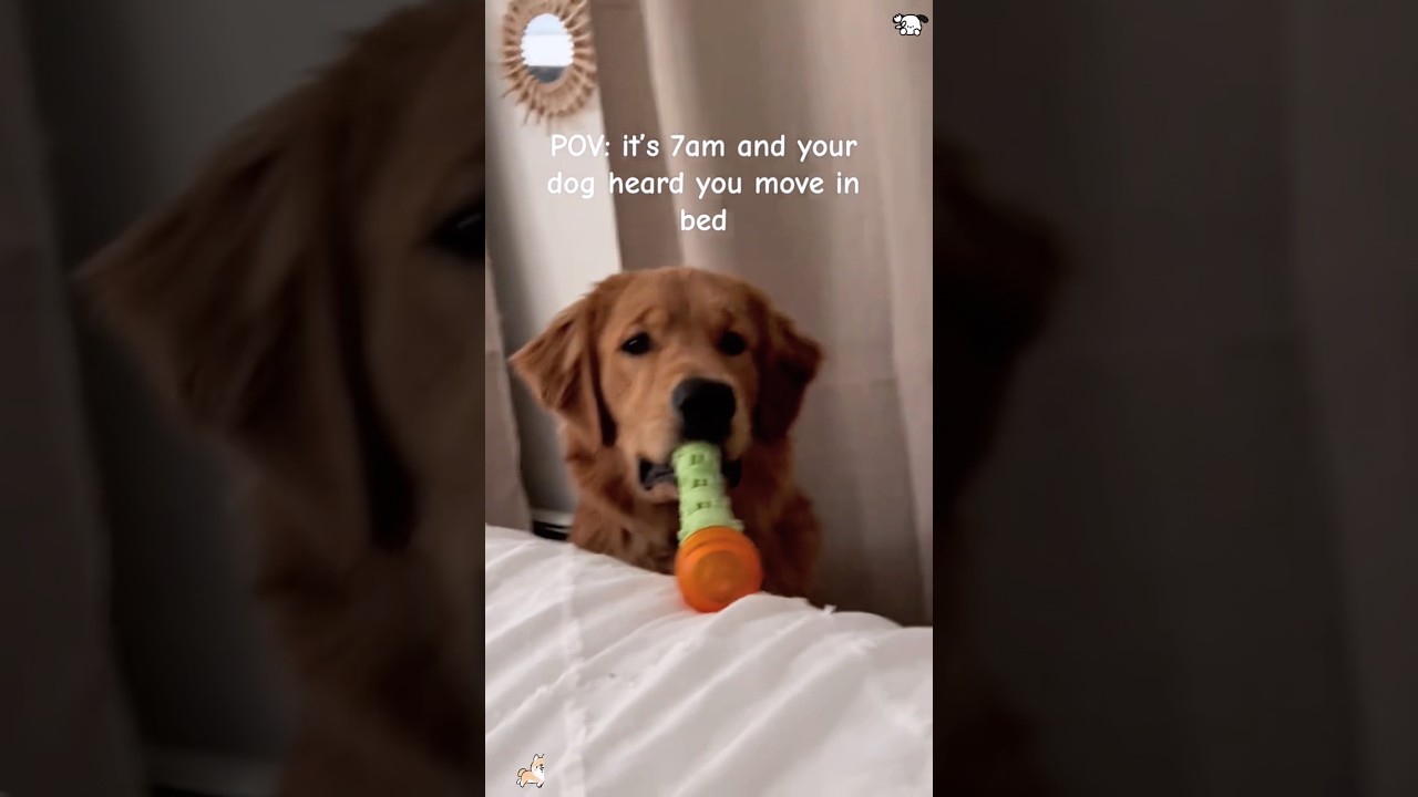 Pov:dog is your personal alarm clock 😭🐶⏰ #funnydog#dogalarm#fyp