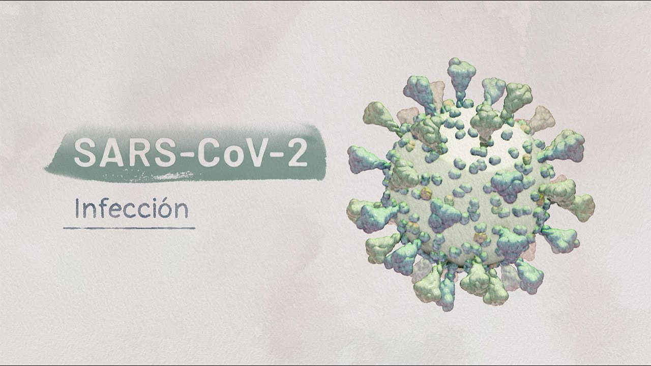 La biolog&iacute;a del SARS-CoV-2: Infecci&oacute;n | Video HHMI BioInteractive