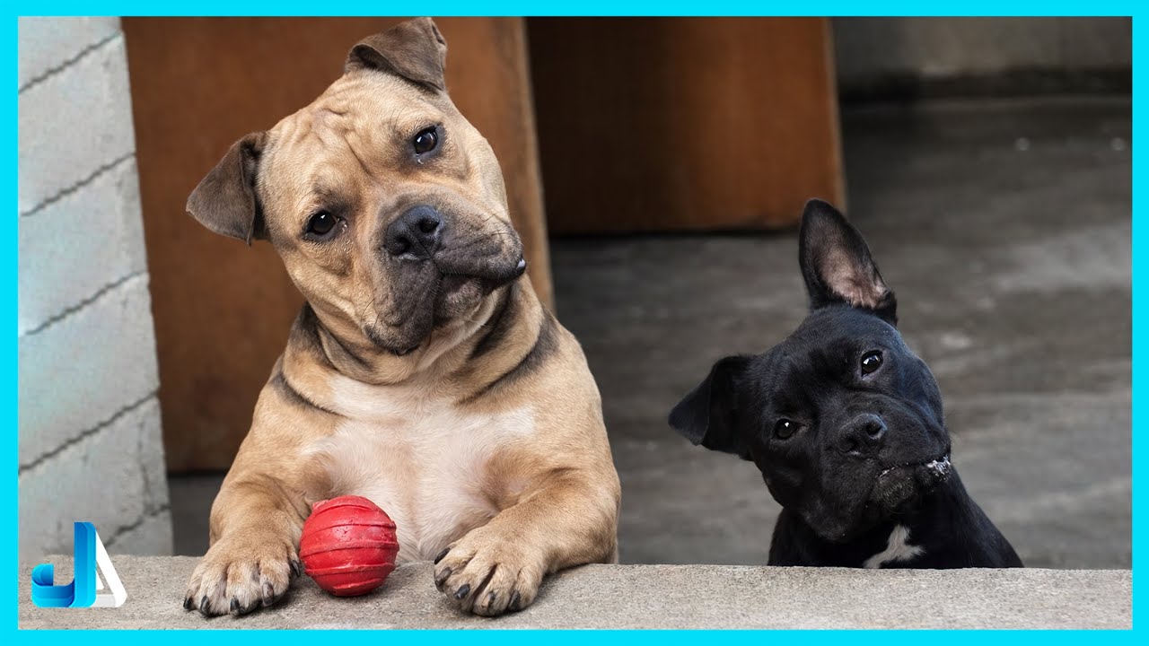 😂🐶 When Your Dog Falls in Love with the Neighbor | Funny Animal & Human Moments