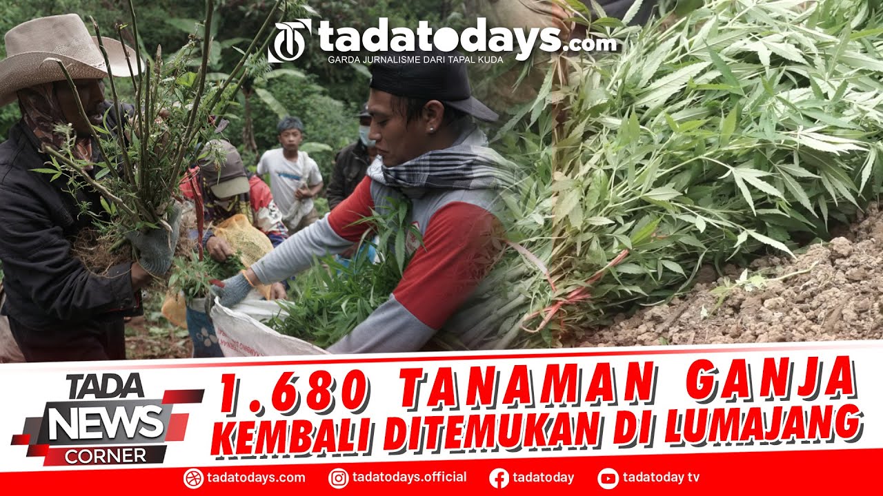 1 680 TANAMAN GANJA KEMBALI DITEMUKAN DI LUMAJANG