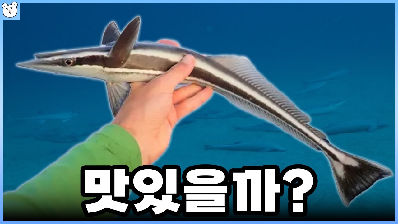 빨판상어를 먹지 않는 이유