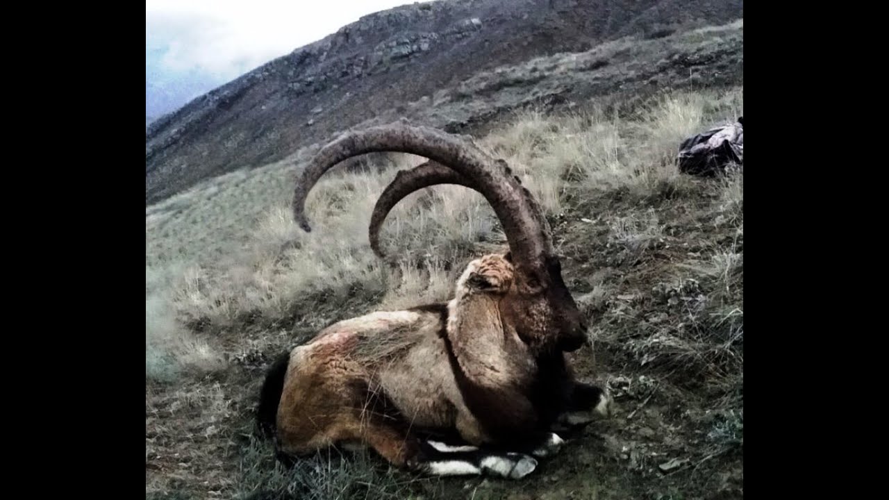 Bezoar Ibex Hunting in TURKEY / Ahmet ÖZKAYAN & TURKISH FRONTIER