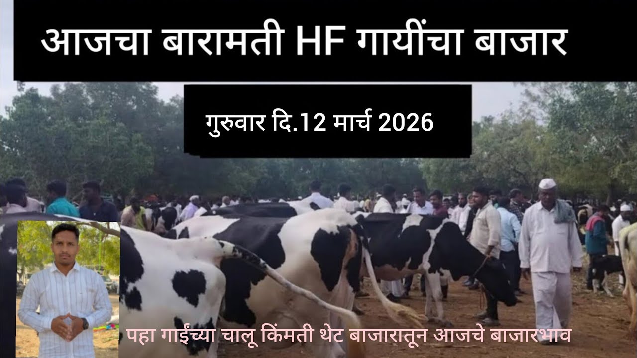 फक्त १० मिनिटांत पहा टाॅपच्या आणि कमी बजेटमध्ये गाई आजचा बारामती गाय बाजार ||