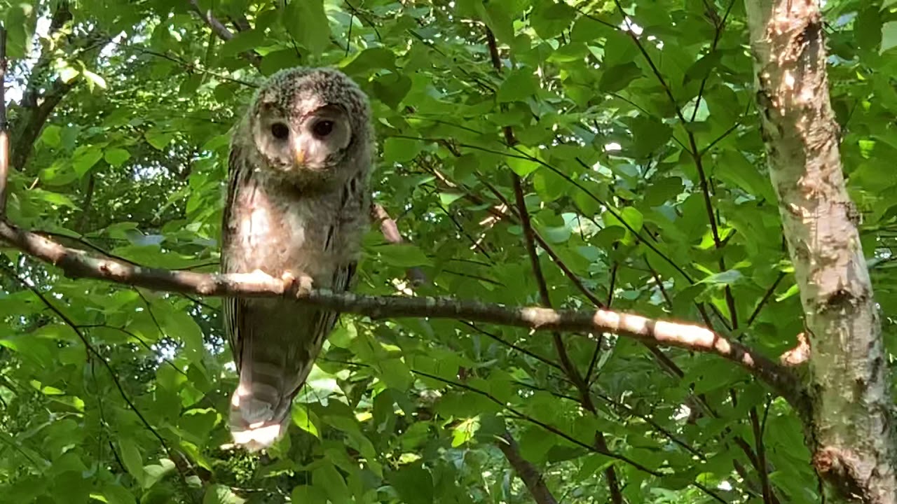 エゾフクロウ【かきかきしてからの&hellip;💦】