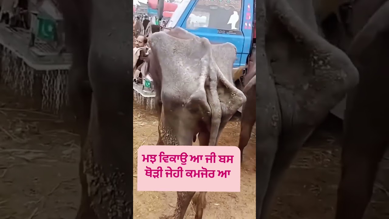 Eh hoju takdi???? #trendingshorts #forsale #sale #buffalo #india #panjab #dariyfarm #ontop