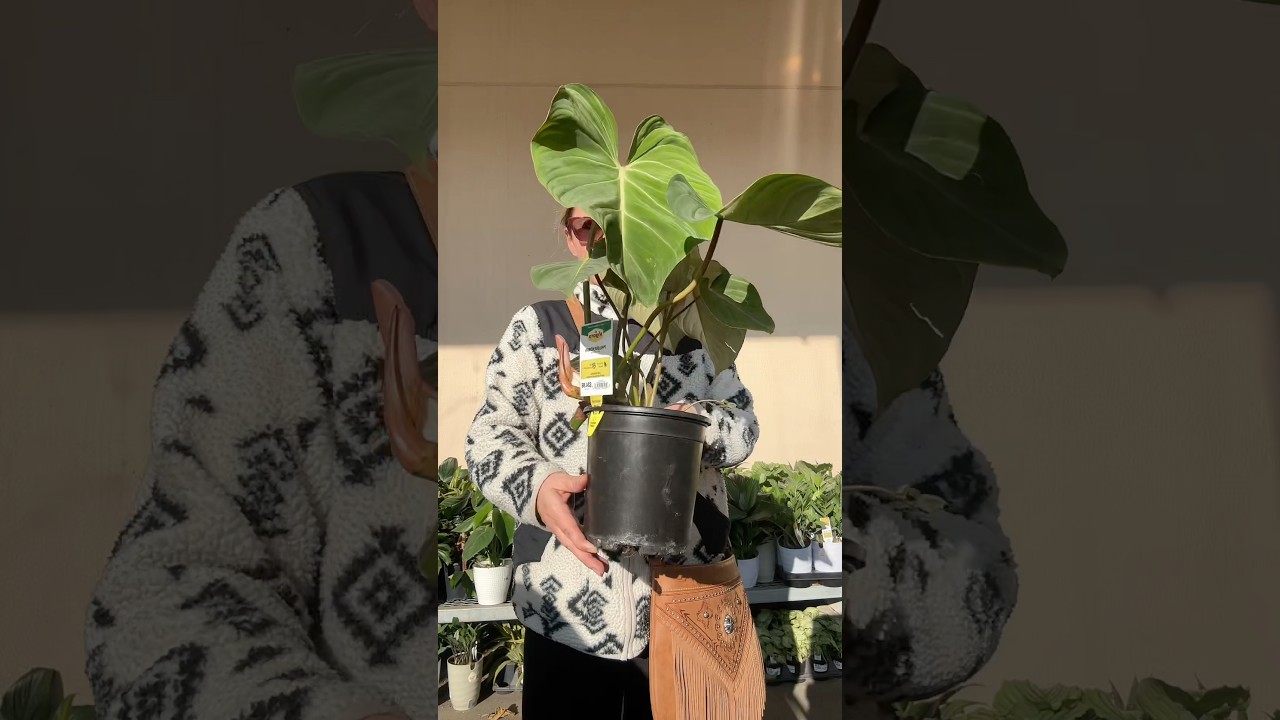Потрясающие растения в Home Depot! 