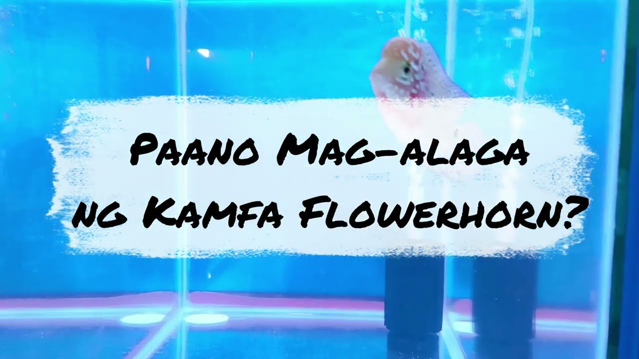 How To Groom A Kamfa Flowerhorn
