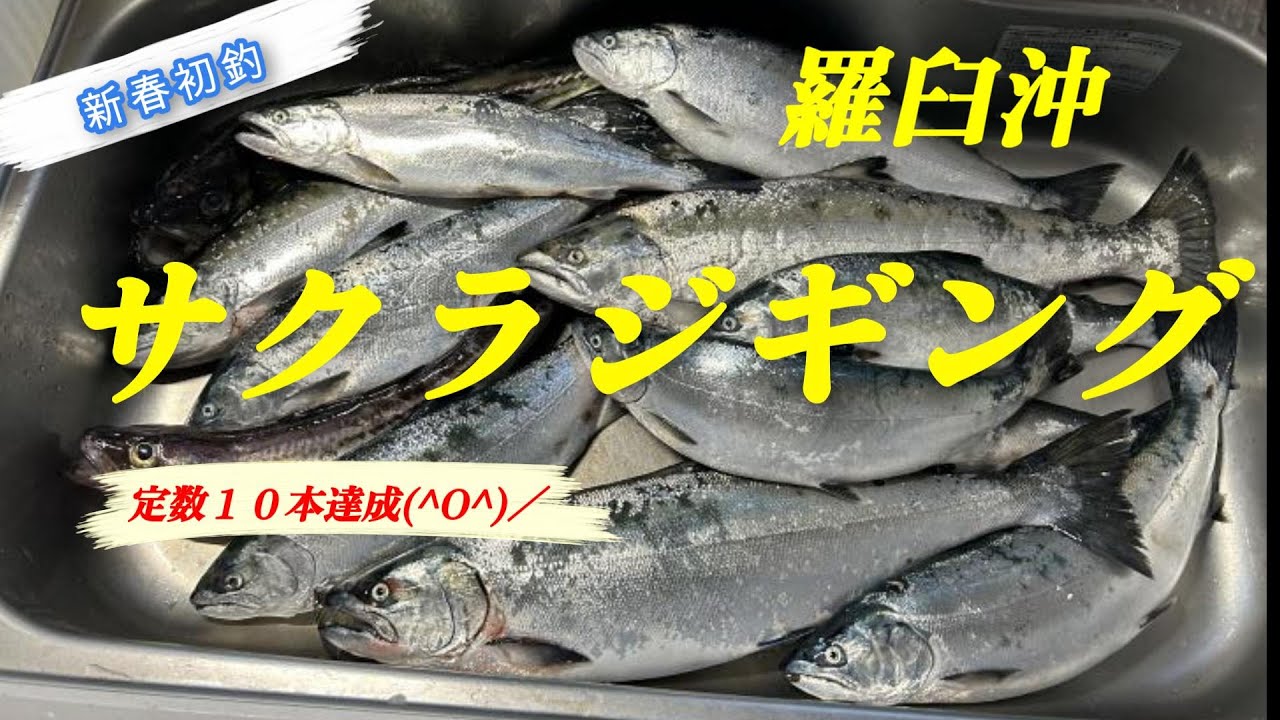羅臼でサクラマスのジギング　定数達成^O^／