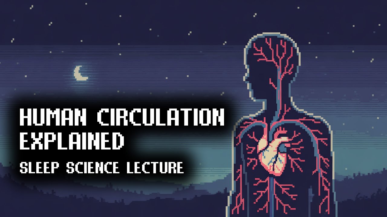 Human Blood Vessels and Circulation | Documentary for Sleep
