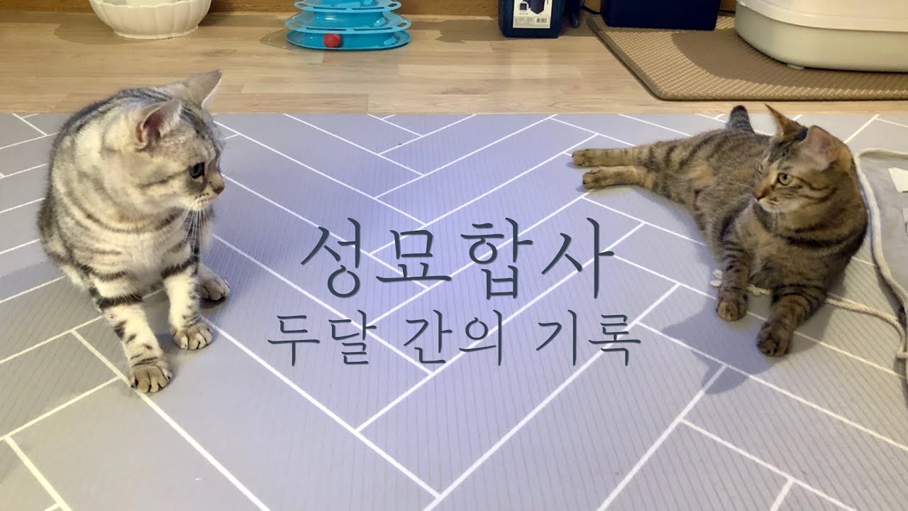 새로운 녀석의 등장_성묘 합사, 두달간의 기록