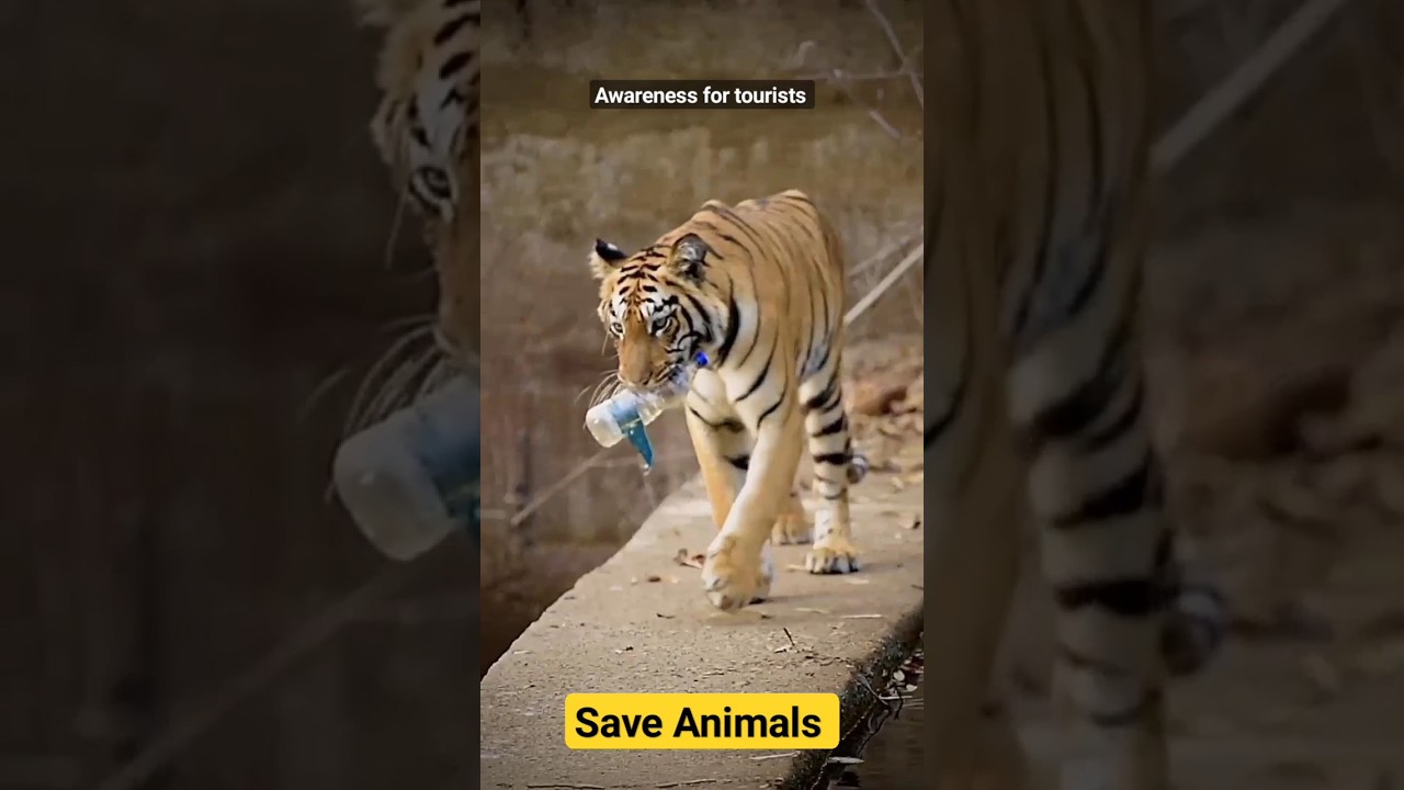 Tiger with plastic, protect  them #wildlife #jungle #animal #animals #shorts #awareness #tiger