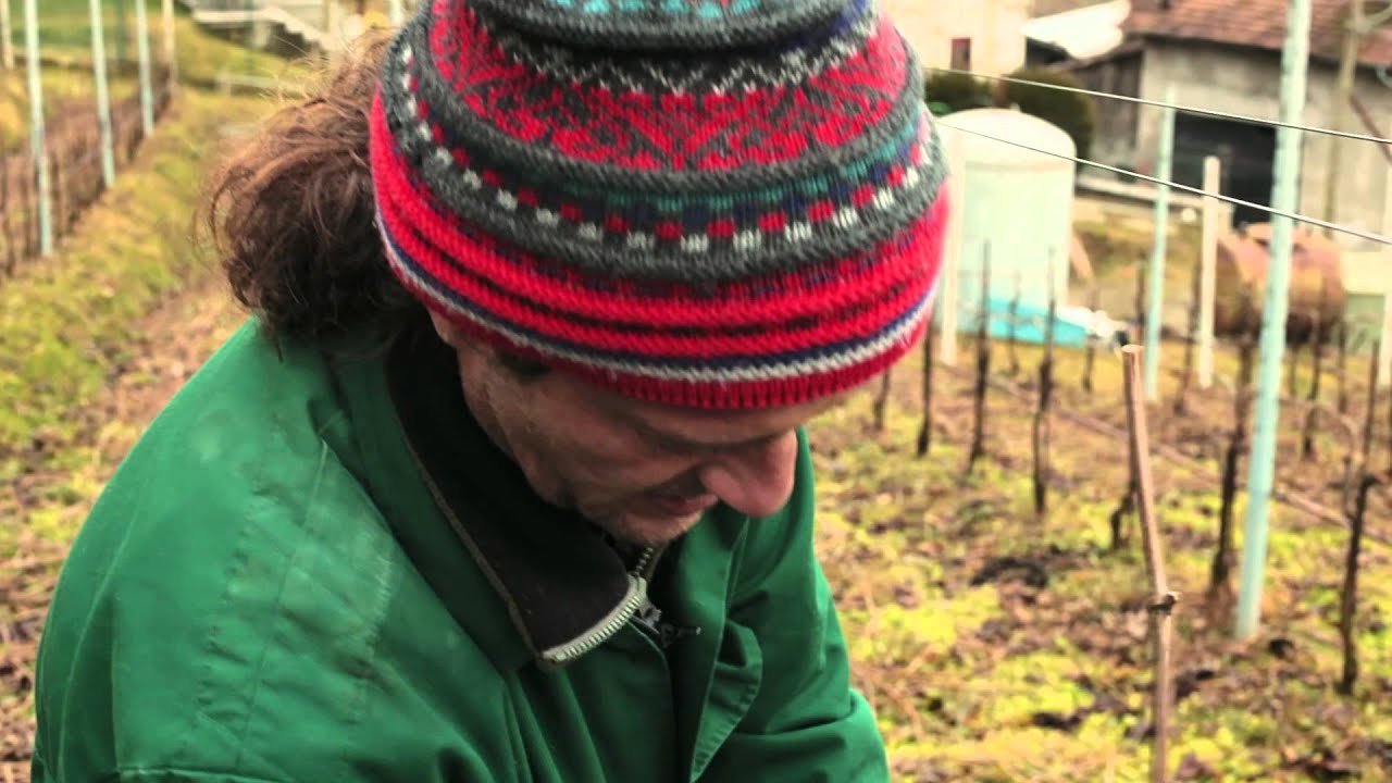 Viticoltura eroica in Valtellina. Azienda vinicola Alfio Mozzi