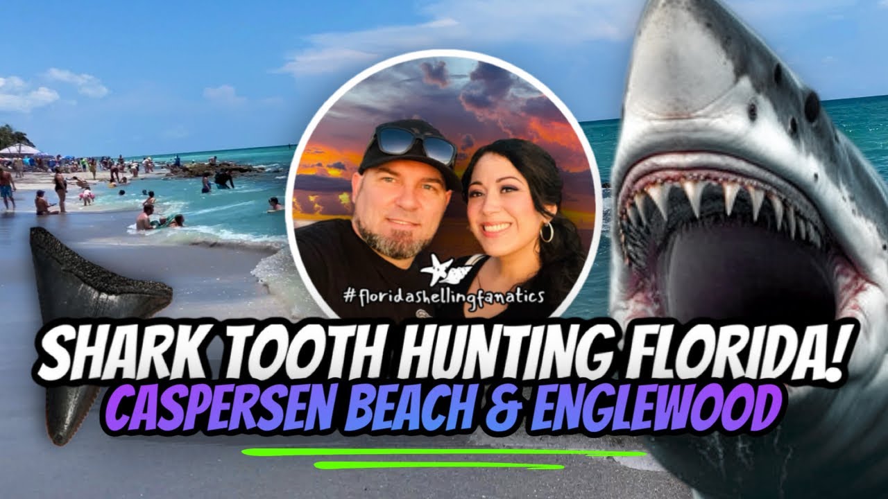 Florida Shark Tooth Hunting - Caspersen Beach and Englewood Beach!