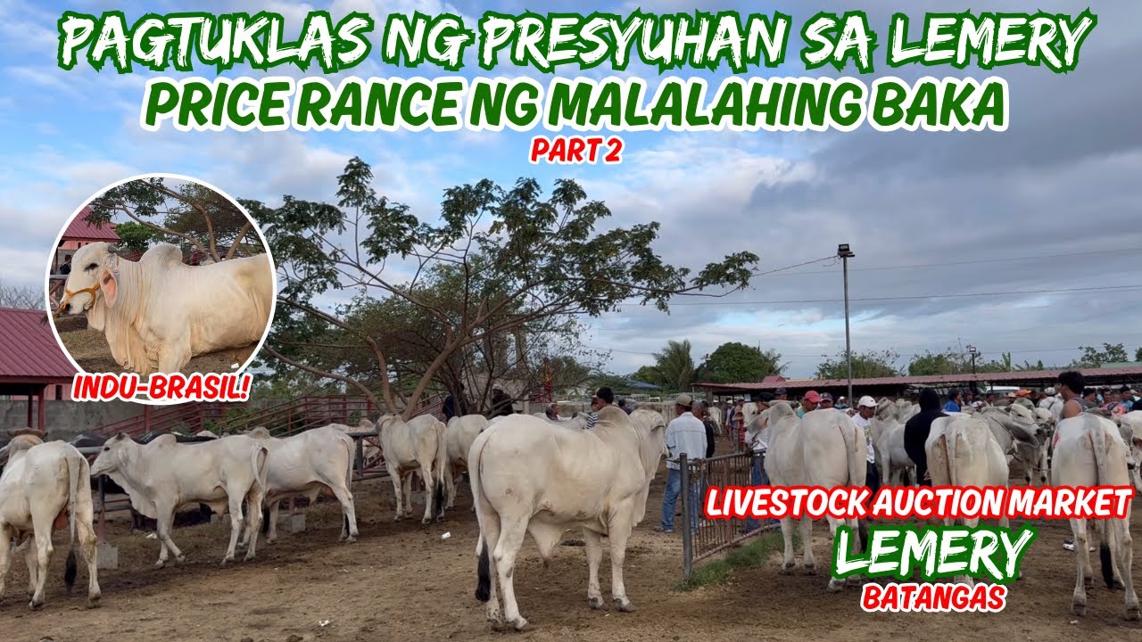 PAGTUKLAS NG PRESYUHAN SA LEMERY PART 2 | PRICE RANGE NG MALALAHING BAKA | LEMERY, BATANGAS | BNR 🐮
