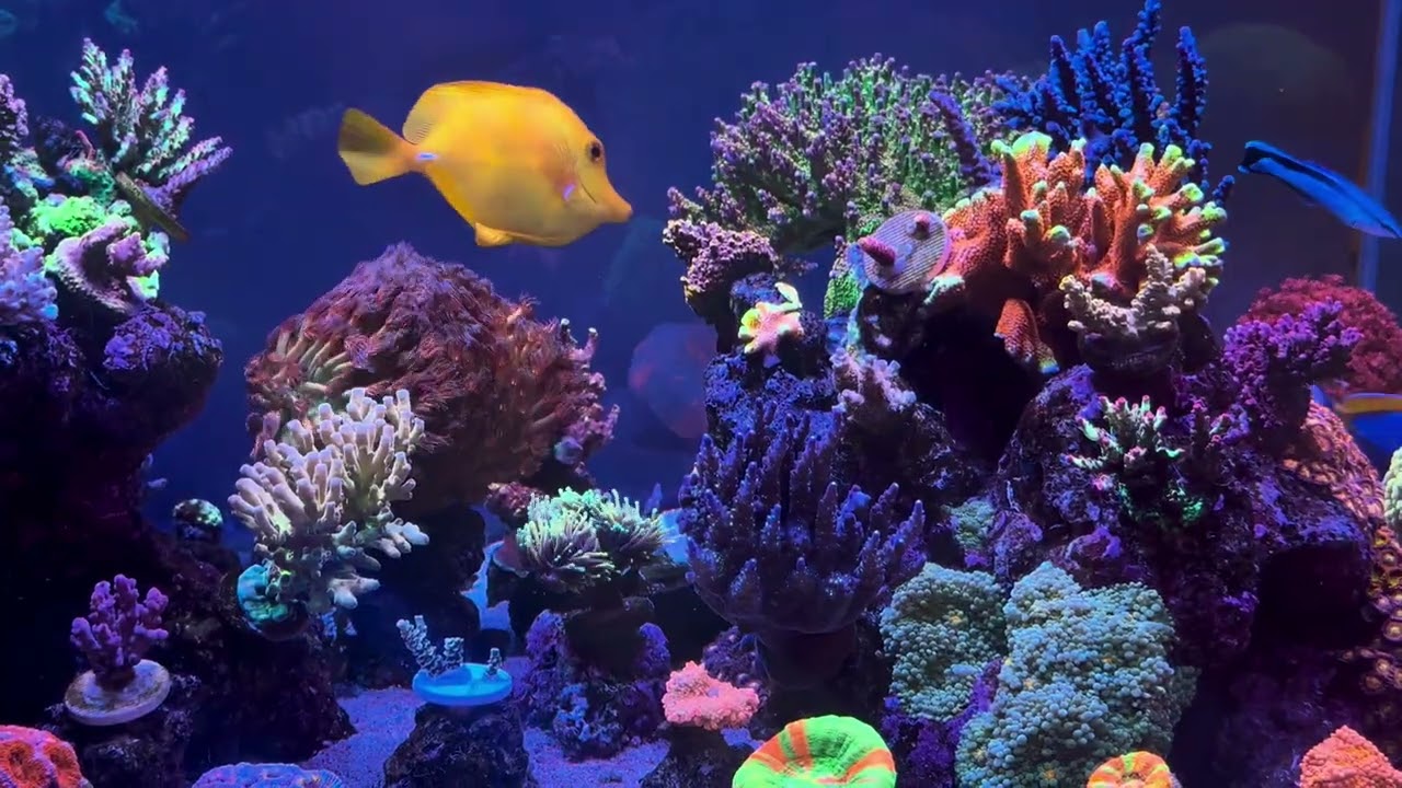 2026.1.11 The reef tank
