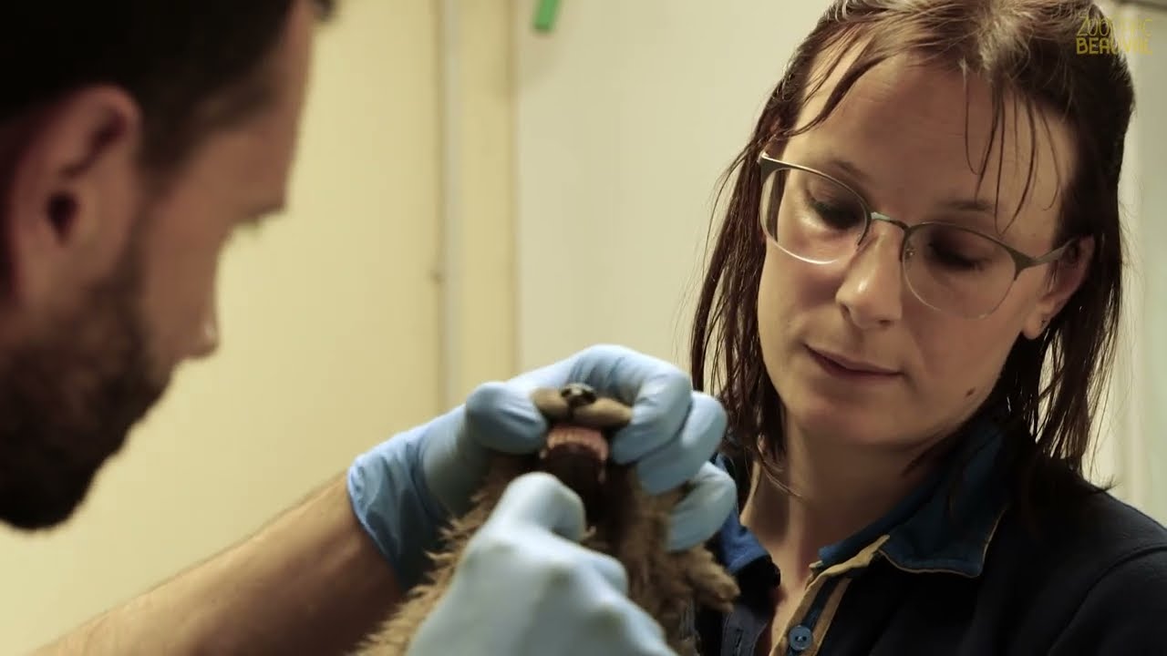 Naissance de 7 louveteaux - Ep 8