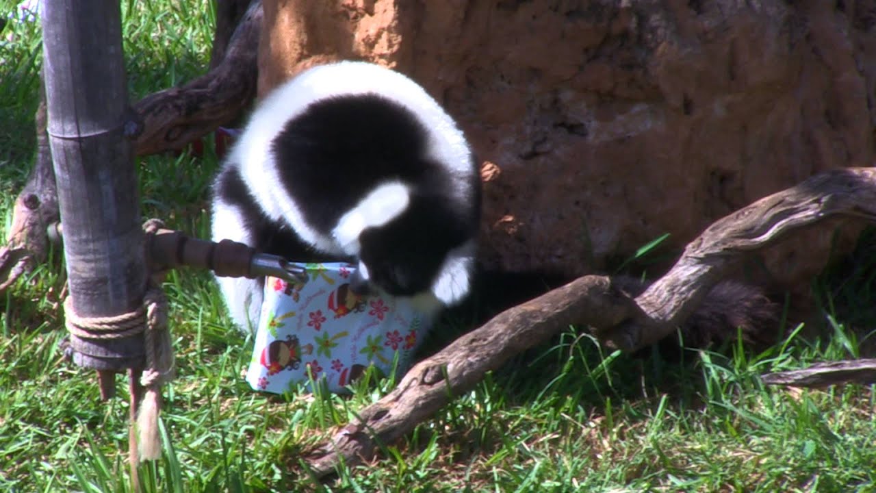 ANIMAL-ENRICHMENT