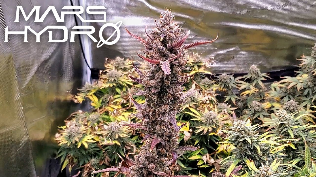 Fast Buds West Coast OG FINAL (Trim, Dry Weight, & Cure) - The Mars Grow: S2 EP8 | Mars Hydro FC6500