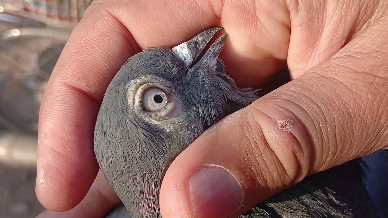Rawalpindi Birds Market Khana Pull 25th January 2026