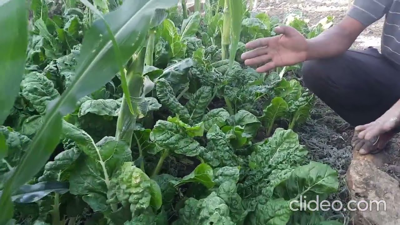 Surviving Tigray Siege: A Tigrayan Civil Society worker- turned farmer explains what to do