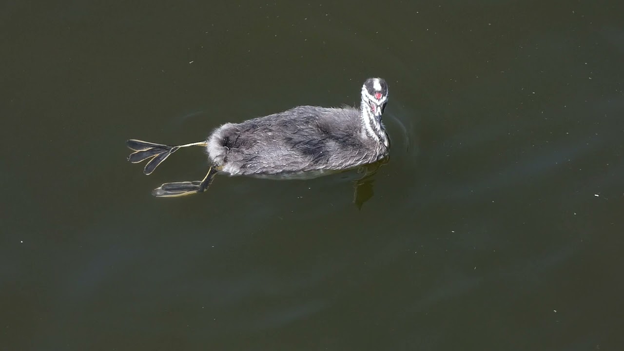 Great Crested Grebe chick seen from above