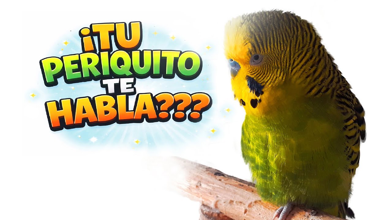 ¿Tu periquito te habla? 👉APRENDE A ENTENDERLO.