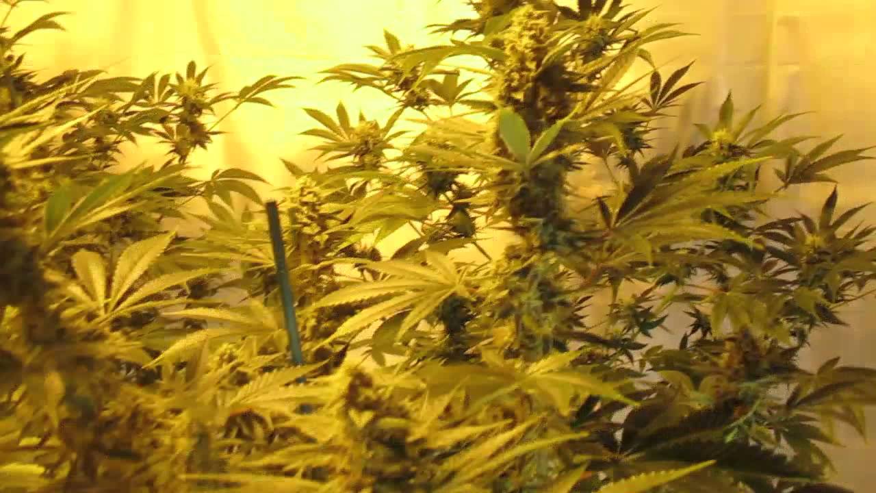 cotton candy grow week 5