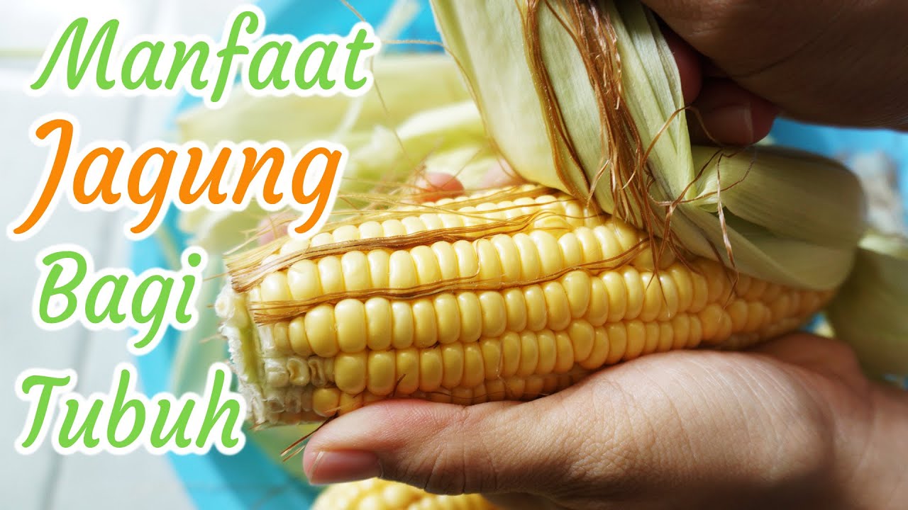 10 MANFAAT JAGUNG BAGI KESEHATAN | Sumber Energi Sehat