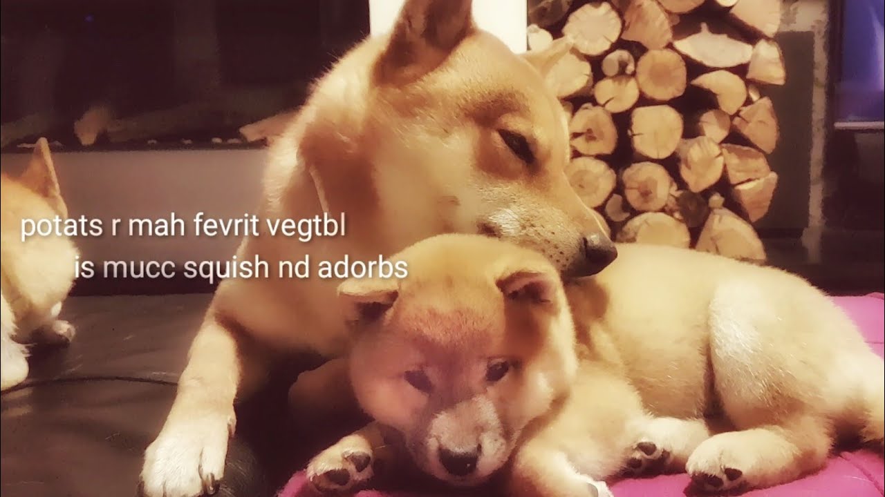 The other side of Shiro - loving a potat! Shiba Inu puppies (with captions)