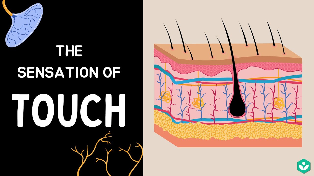 The Sensation of Touch | Sense organs | Class 9 | Biology | Telangana | Khan Academy