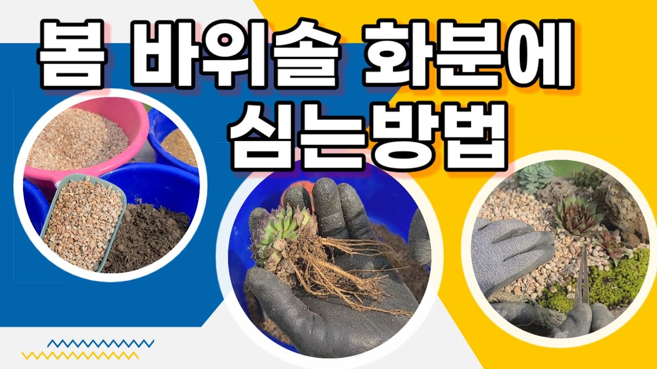 봄 바위솔 심는방법 화분에심기 하엽정리 이렇게 하세요